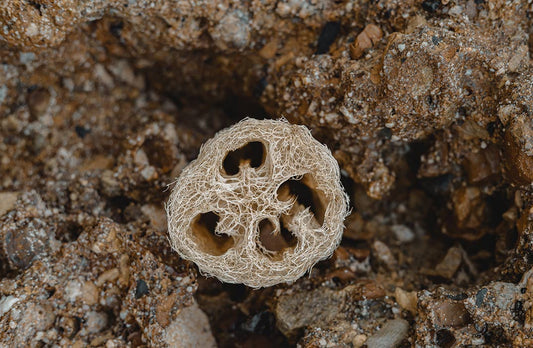 Luffa Schwamm reinigen